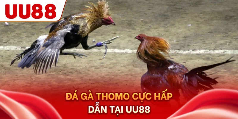 Đá gà Thomo cực hấp dẫn tại UU88