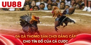 Đá Gà Thomo - Sân Chơi Đẳng Cấp Cho Tín Đồ Của Cá Cược