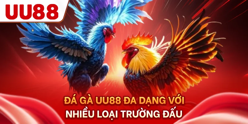 Đá gà UU88 đa dạng với nhiều loại trường đấu