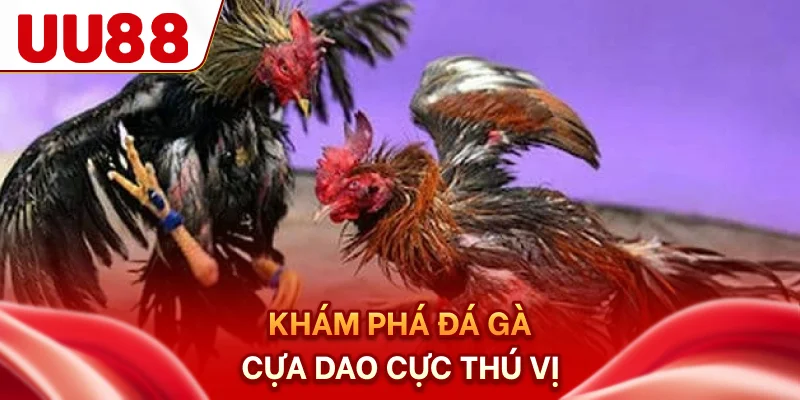 Khám phá đá gà cựa dao cực thú vị