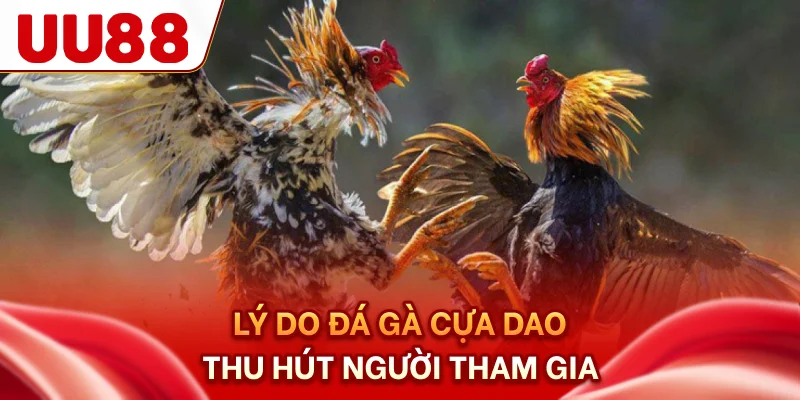 Lý do đá gà cựa dao thu hút người tham gia