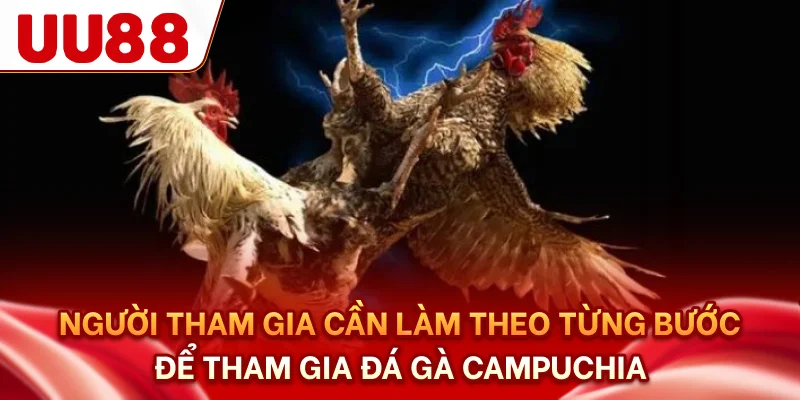 Người tham gia cần làm theo từng bước để tham gia đá gà campuchia